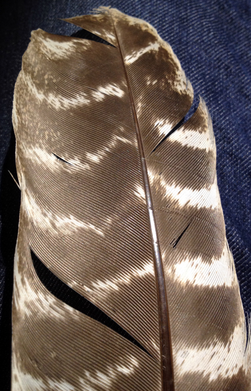 feather