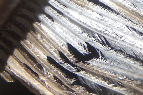 feather2