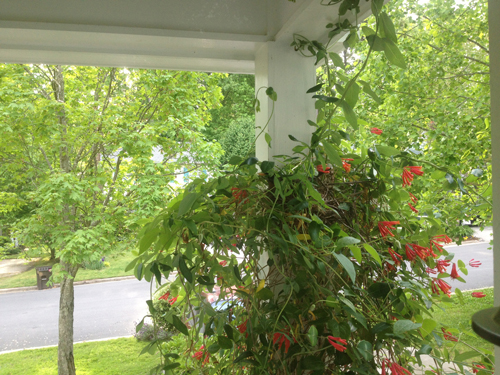 Here's the honeysuckle vine on our front porch. Can you find the nest? 
