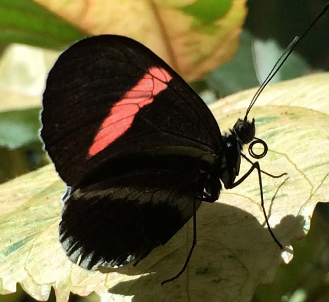 butterflytongue2