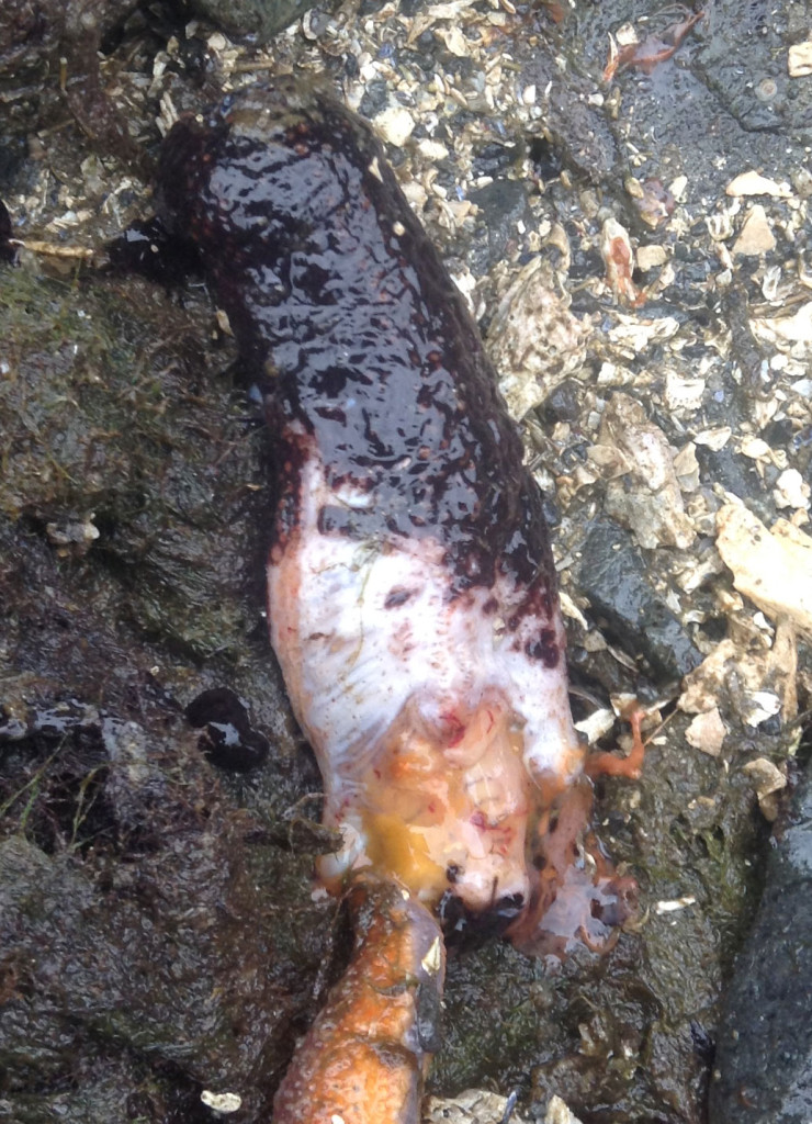 This is the sea cucumber that the striped sun star was eating.